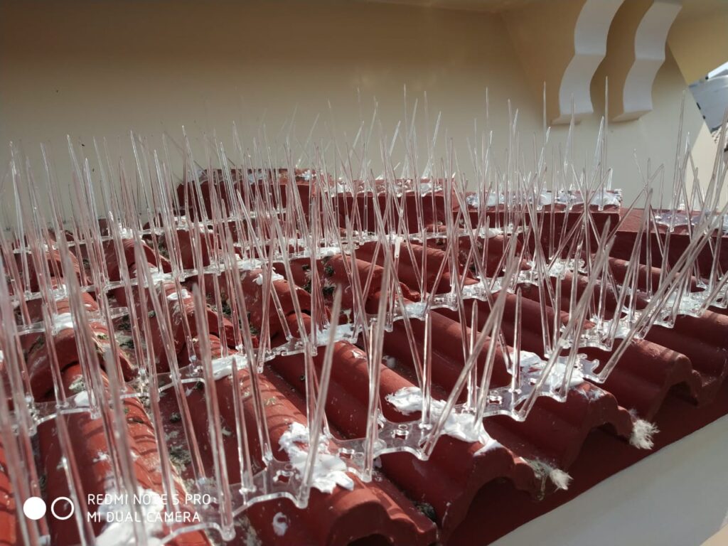 Bird Spikes/ Pigeon Spikes